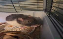 Rat rodents for sale: 2 female rats - Image 1