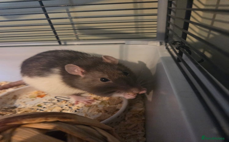 Rat rodents - Advert 3