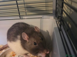 Rat rodents - Advert 1