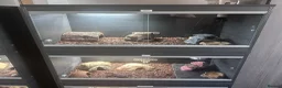 Leopard Gecko reptiles for sale: Complete Leopard Gecko Set Up 3 Viv’s & 4 Gecko’s - Advert 11