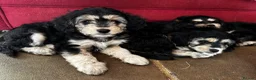Mixed Breed dogs for sale: Rare Absolutely Stunning Phantom Cavapoo - Advert 24