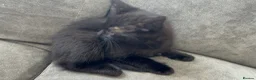 Mixed Breed cats for sale: Kitten for sale - Advert 3