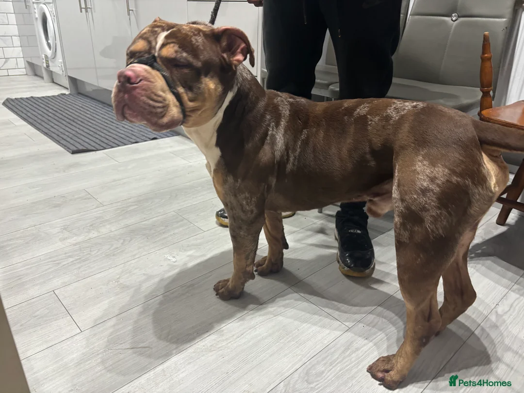 American Bully dogs for sale: Pocket Available For Sale - Advert 2