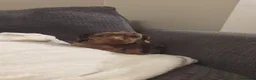 Miniature Dachshund dogs for sale: Beautiful Miniature Dachshund Puppies For Sale  - Advert 7