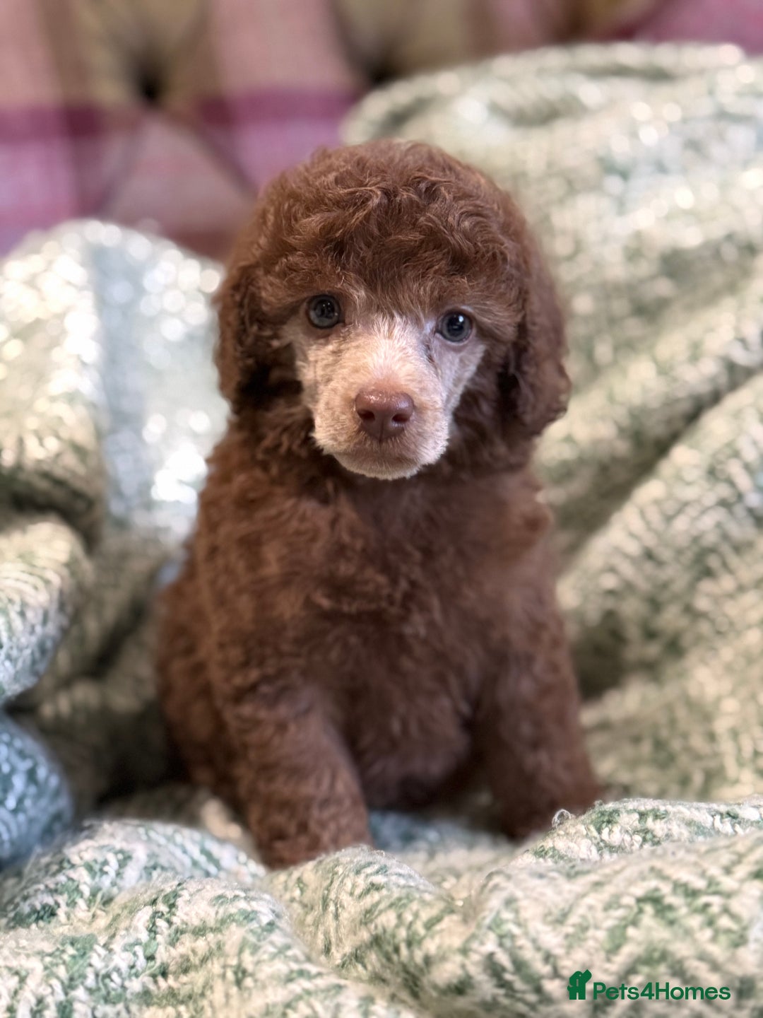Miniature Poodle dogs for sale: Beautiful Miniature Poodle pups  - Advert 3