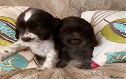 Cocker Spaniel dogs for sale: Adorable show cocker puppies - Image 28