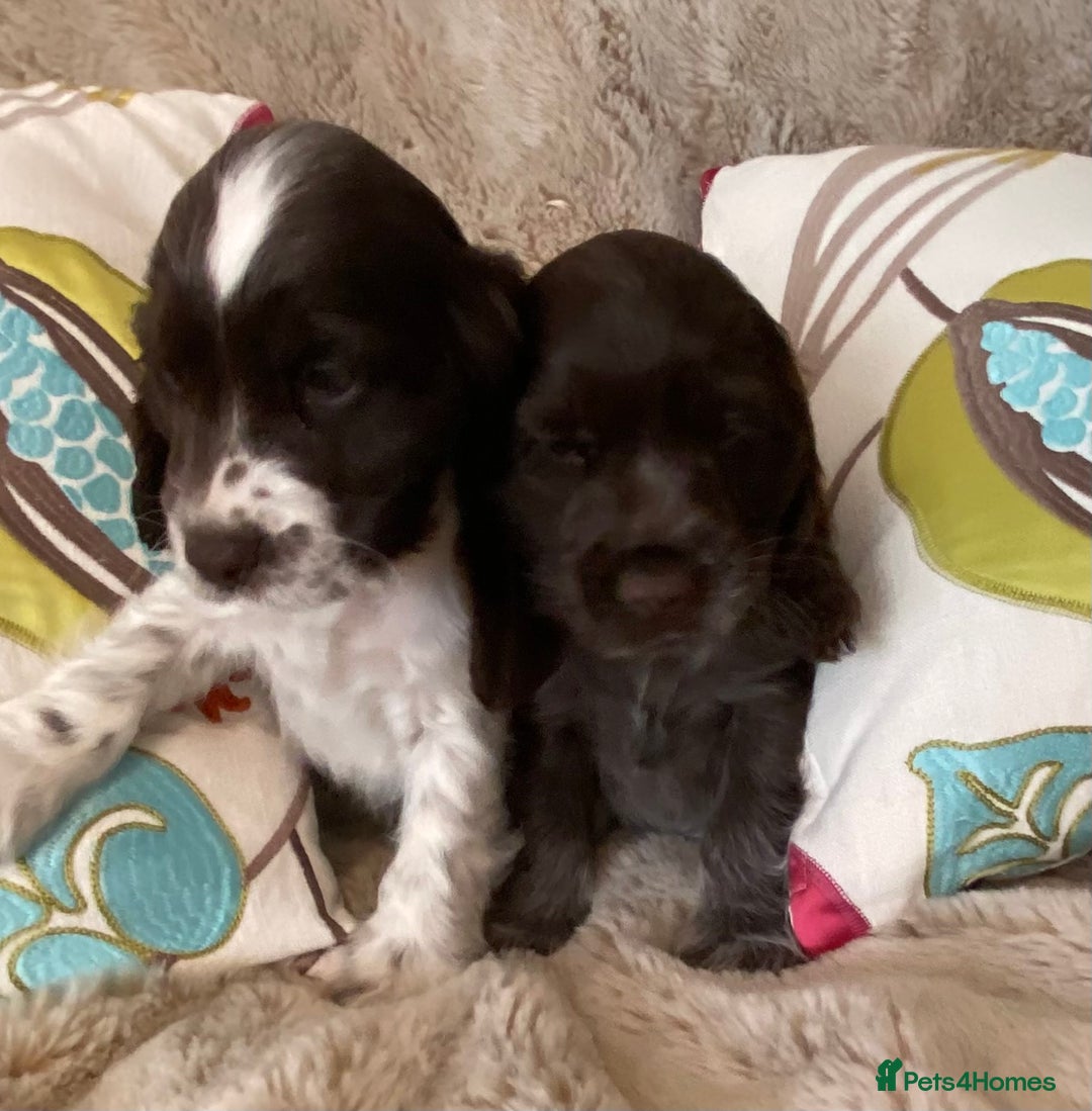 Cocker Spaniel dogs for sale: Adorable show cocker puppies - Image 28