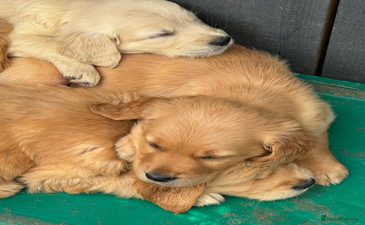 Golden Retriever dogs - Advert 3