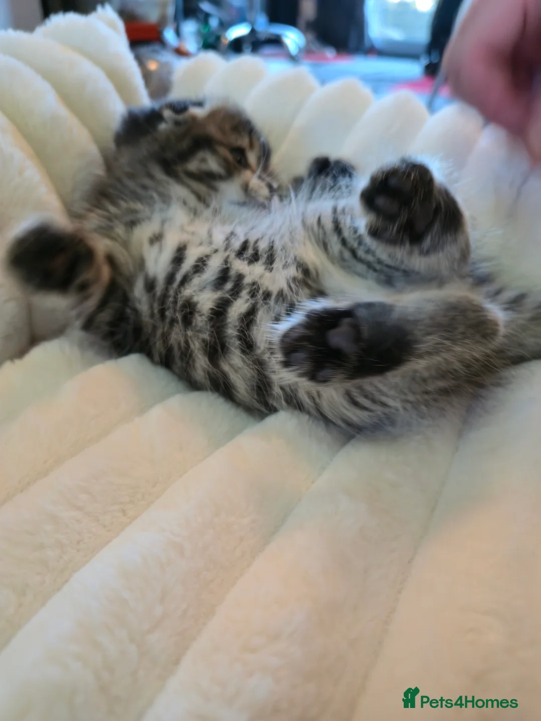 Scottish Fold cats for sale: scottish fold kittens for sale - Advert 3