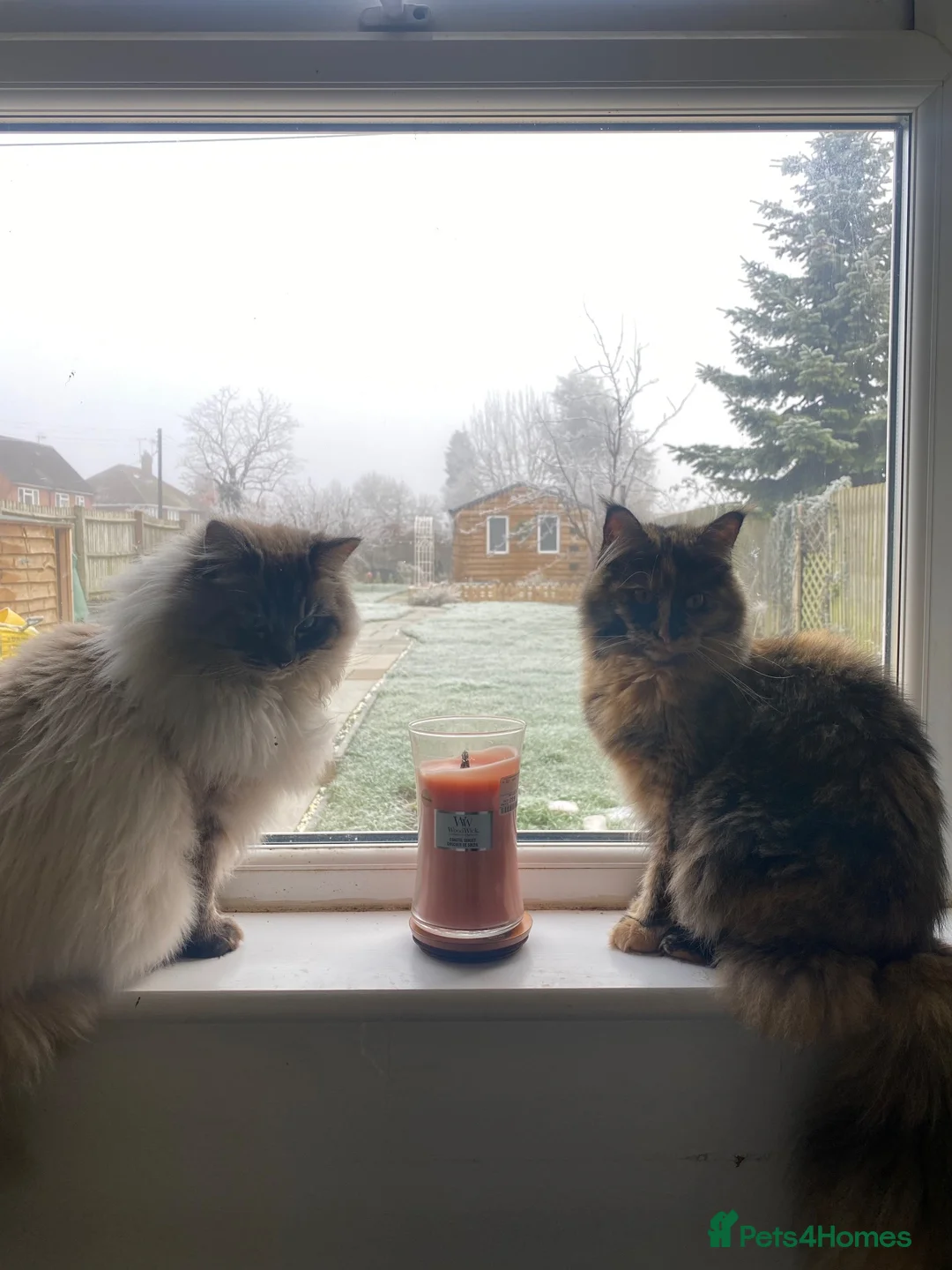 Ragcoon cats for sale: 2 Female Mainecoon-Ragdoll kittens - Advert 9