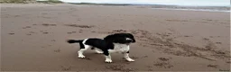 English Springer Spaniel dogs for sale: KC Registered - Fully Health Tested Parents   - Advert 13