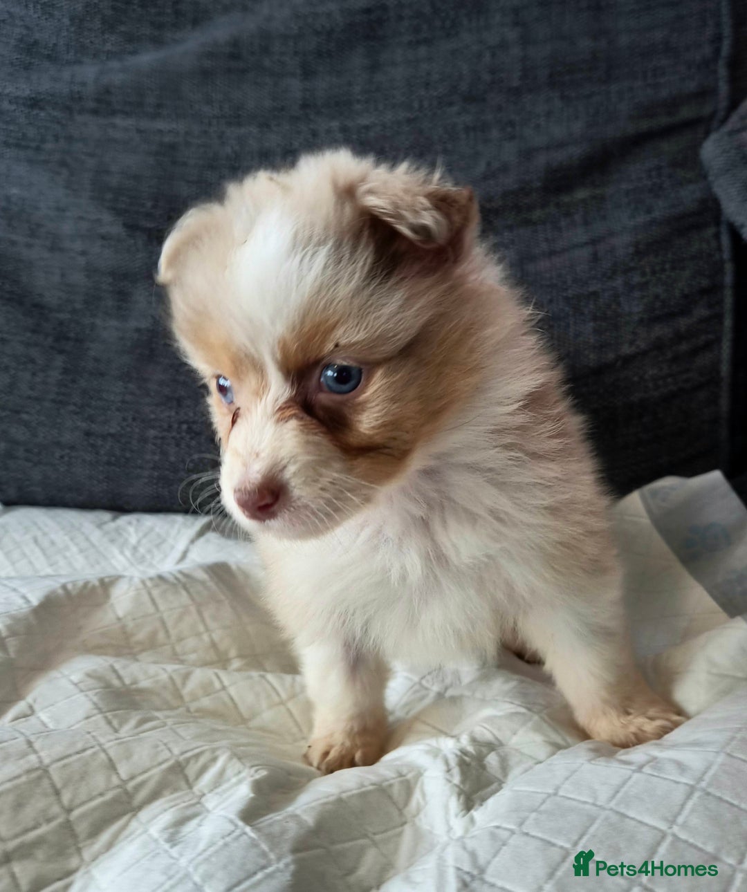 Australian Shepherd dogs for sale: Champion kc registerd pups - Advert 16