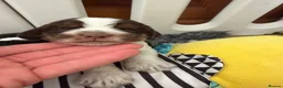Cocker Spaniel dogs for sale: Stunning show type Cocker spaniel puppies  - Advert 7