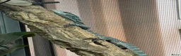 Monitor reptiles for sale: Blue Tree Monitor Male - Advert 7