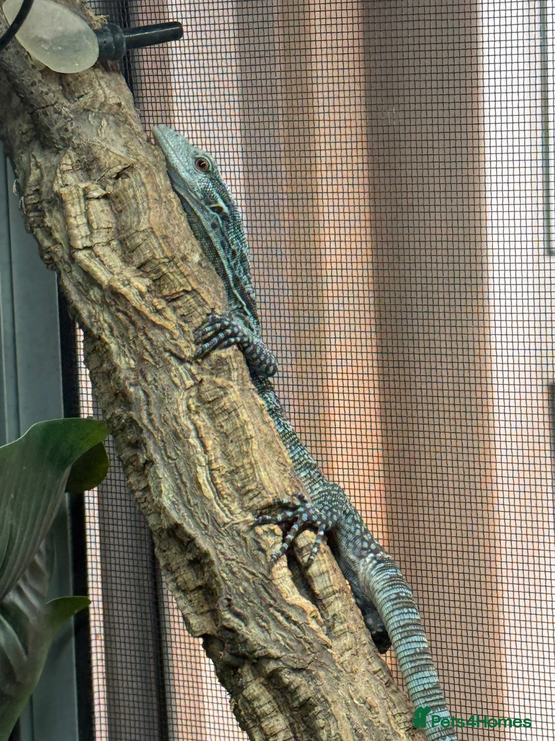 Monitor reptiles for sale: Blue Tree Monitor Male - Advert 7