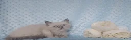 Siberian cats for sale: Pure Siberian kittens For Sale  - Advert 8
