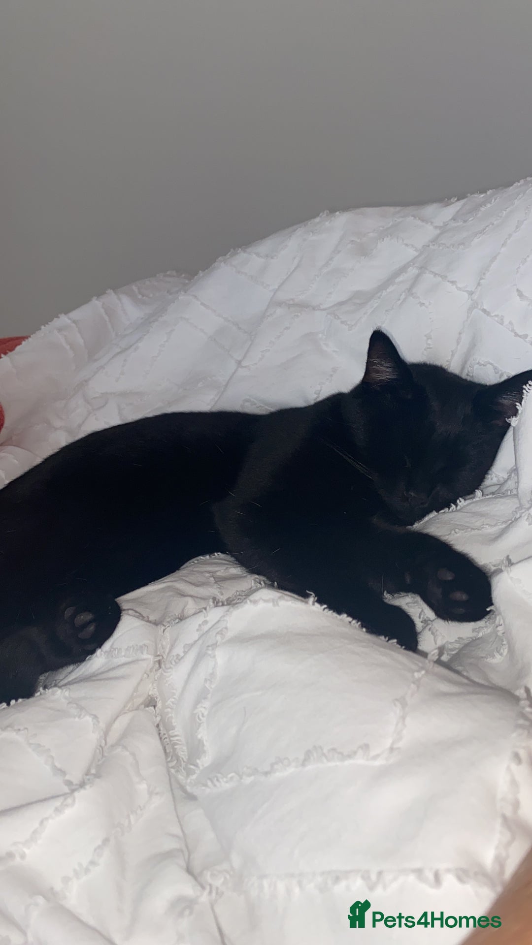 Ragdoll cats for sale: Ragdoll X British Shorthair Black Cat 🐈‍⬛  - Image 6