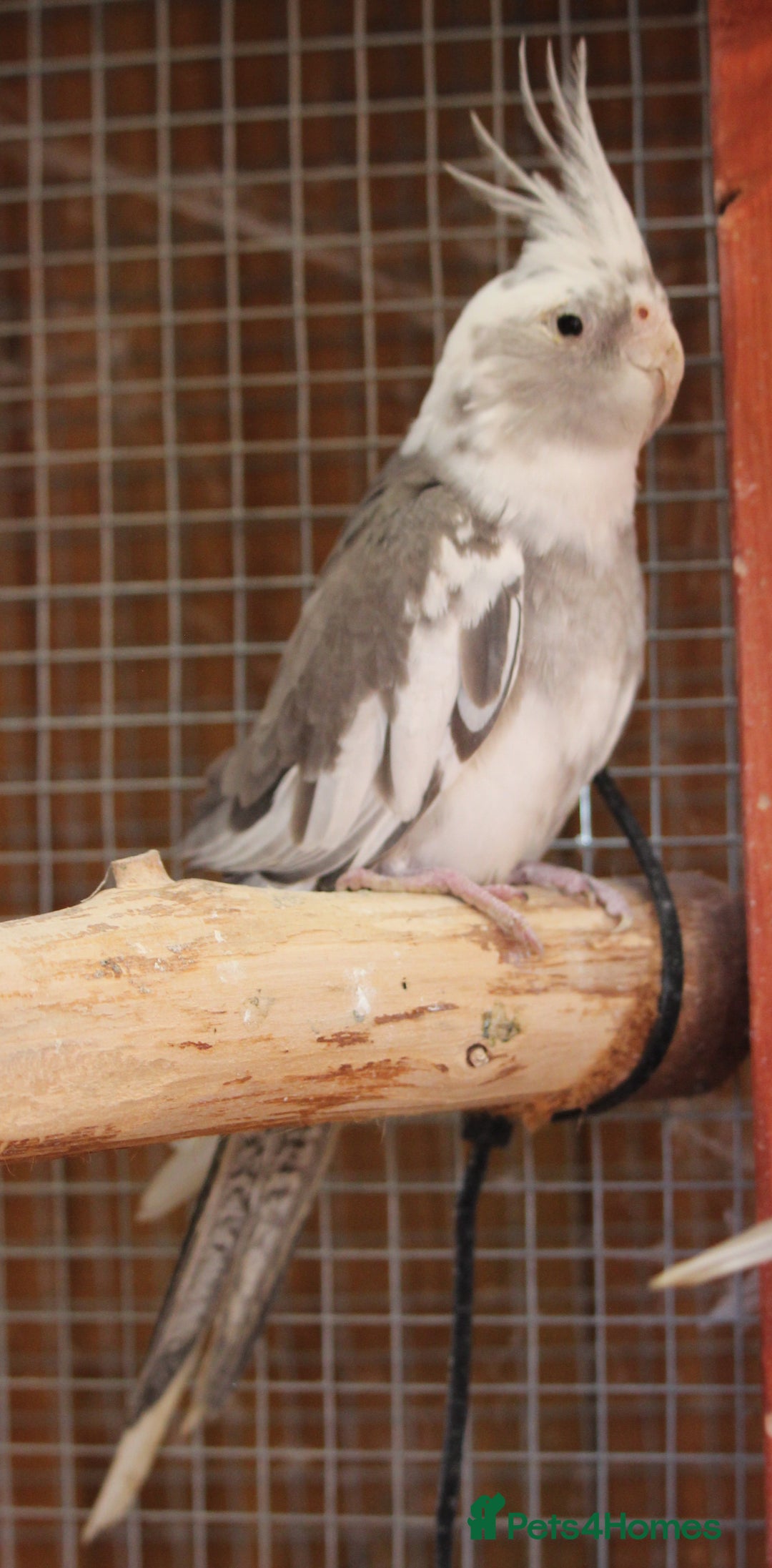 Cockatiels birds for sale: Young Whiteface Cockatiels for Sale in Southport - Advert 5