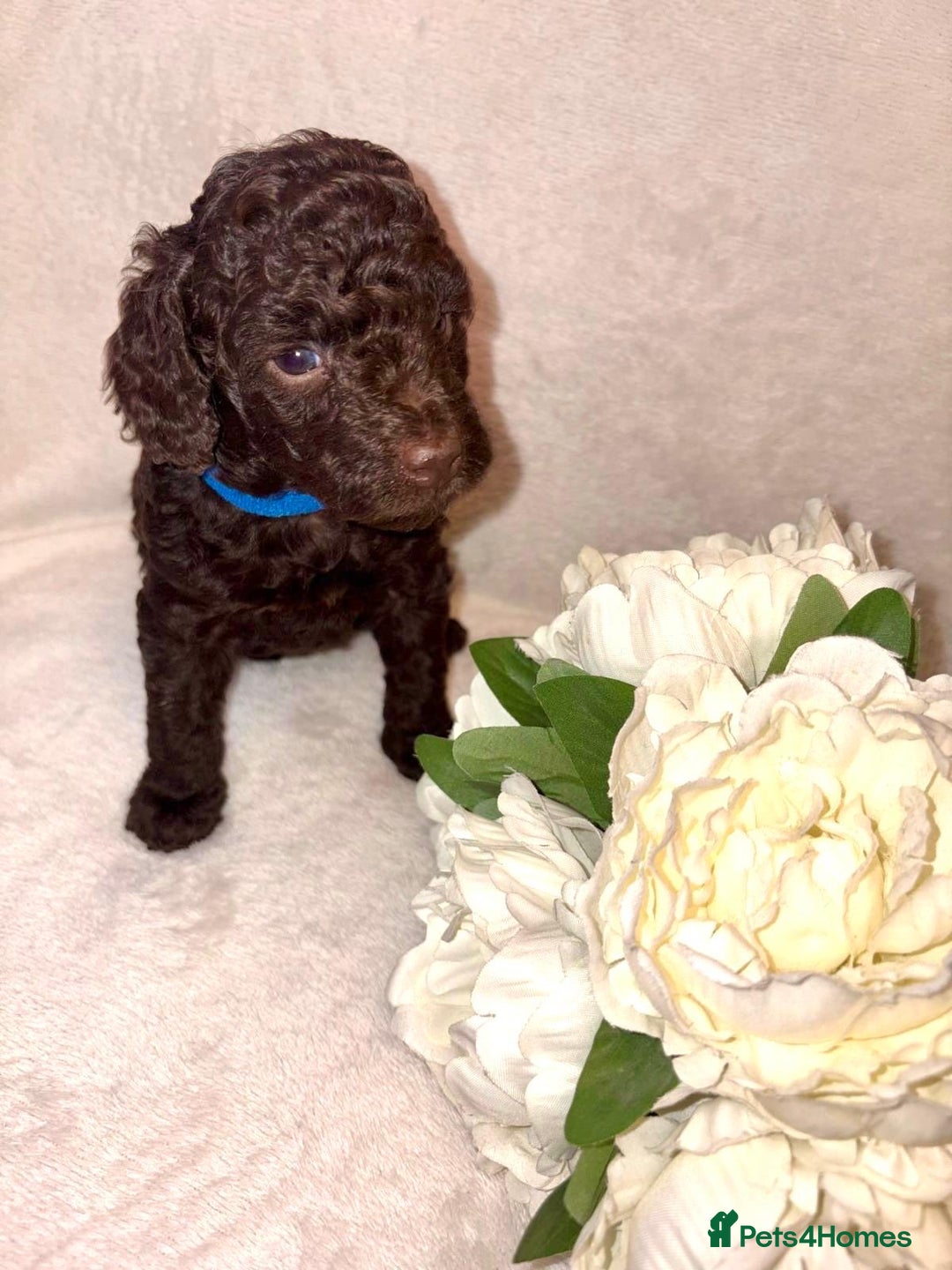 Cockapoo dogs for sale: Premium F2B BLUE EYES Cockapoos/chocolate merle - Advert 4