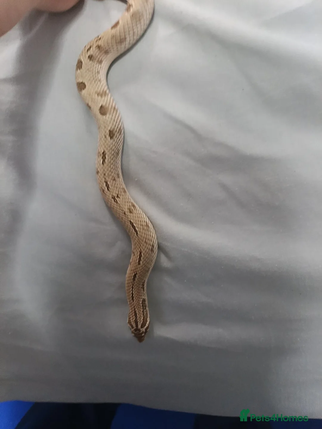 Snake reptiles for sale: 3 hognose snakes - Advert 7
