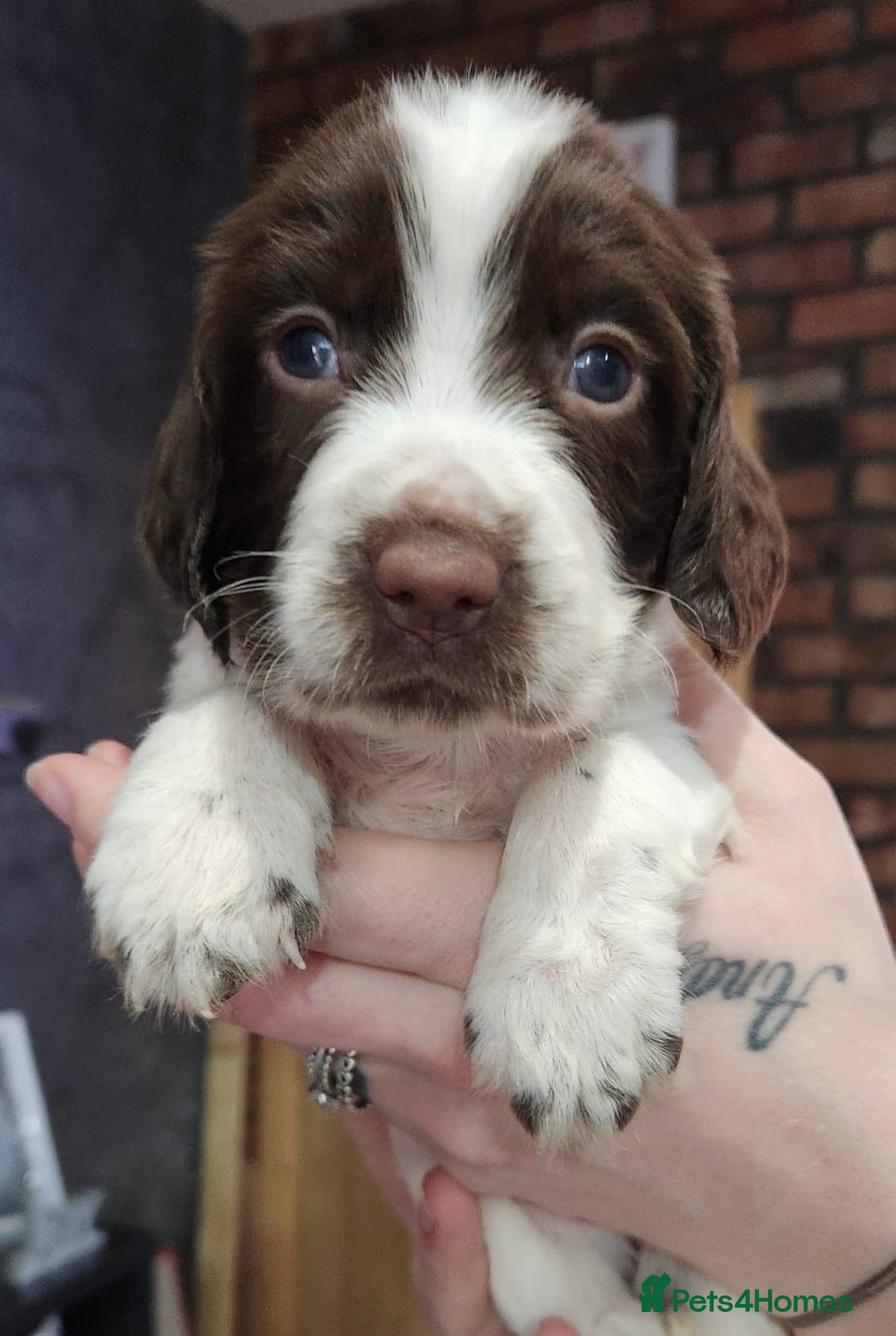 English Springer Spaniel dogs for sale: 9 gorgeous puppies looking for their forever homes - Advert 14