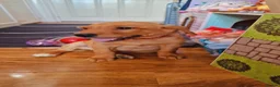 Labrador Retriever dogs for sale: READY NOW!!! KC registered Labrador Retriever  - Advert 32