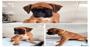 Boxer dogs - Advert 13