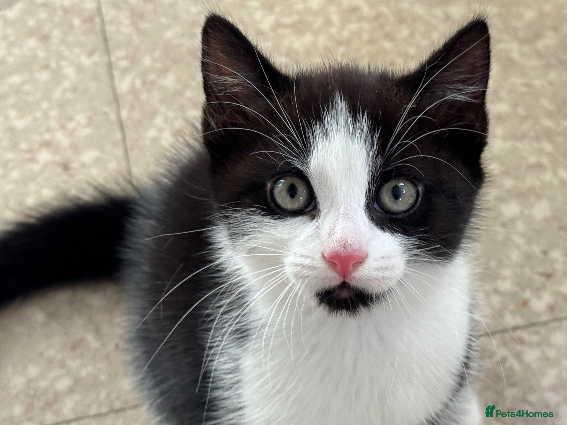 Domestic Shorthair cats Kittens for sale  - Advert 6
