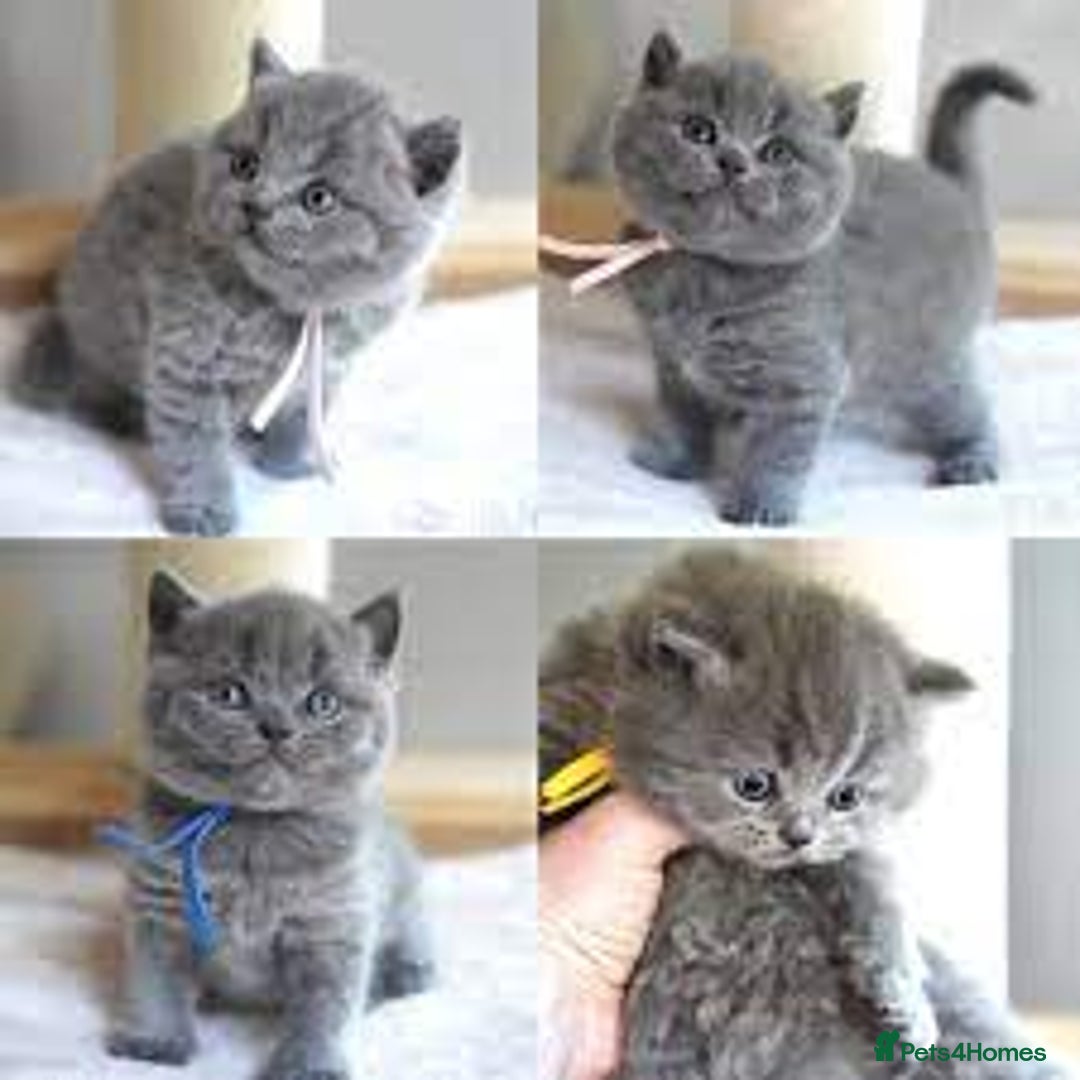 British Shorthair cats for sale: kittens british shorthair - Image 1