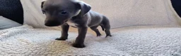 Whippet dogs for sale: Whippet KC Registered - (Solid) Blue Puppies in Wigan - Advert 6