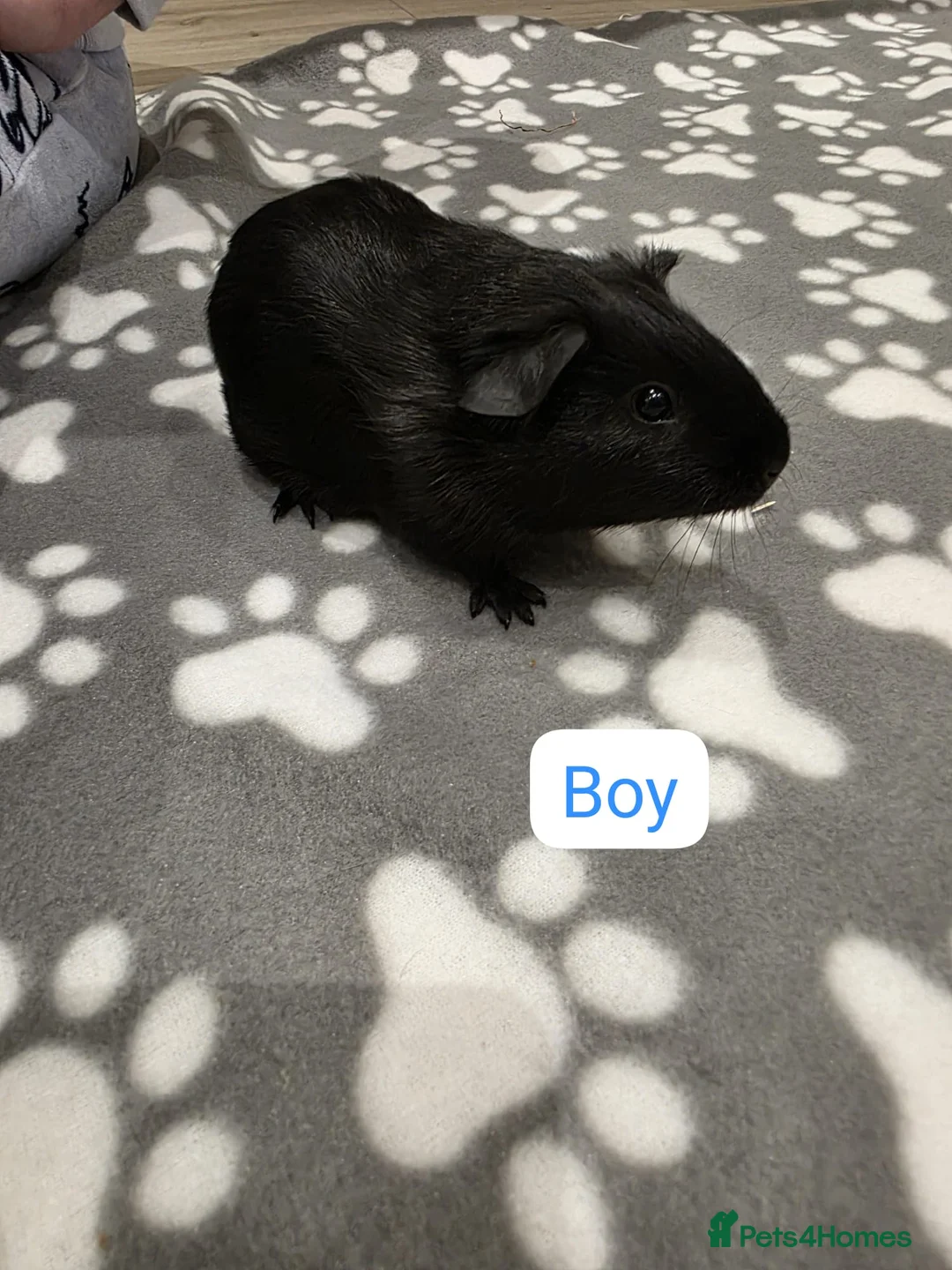 Guinea Pig rodents for sale: 4 Boys and 2 Girls Baby Guinea Pigs for Sale 🐹 - Advert 6