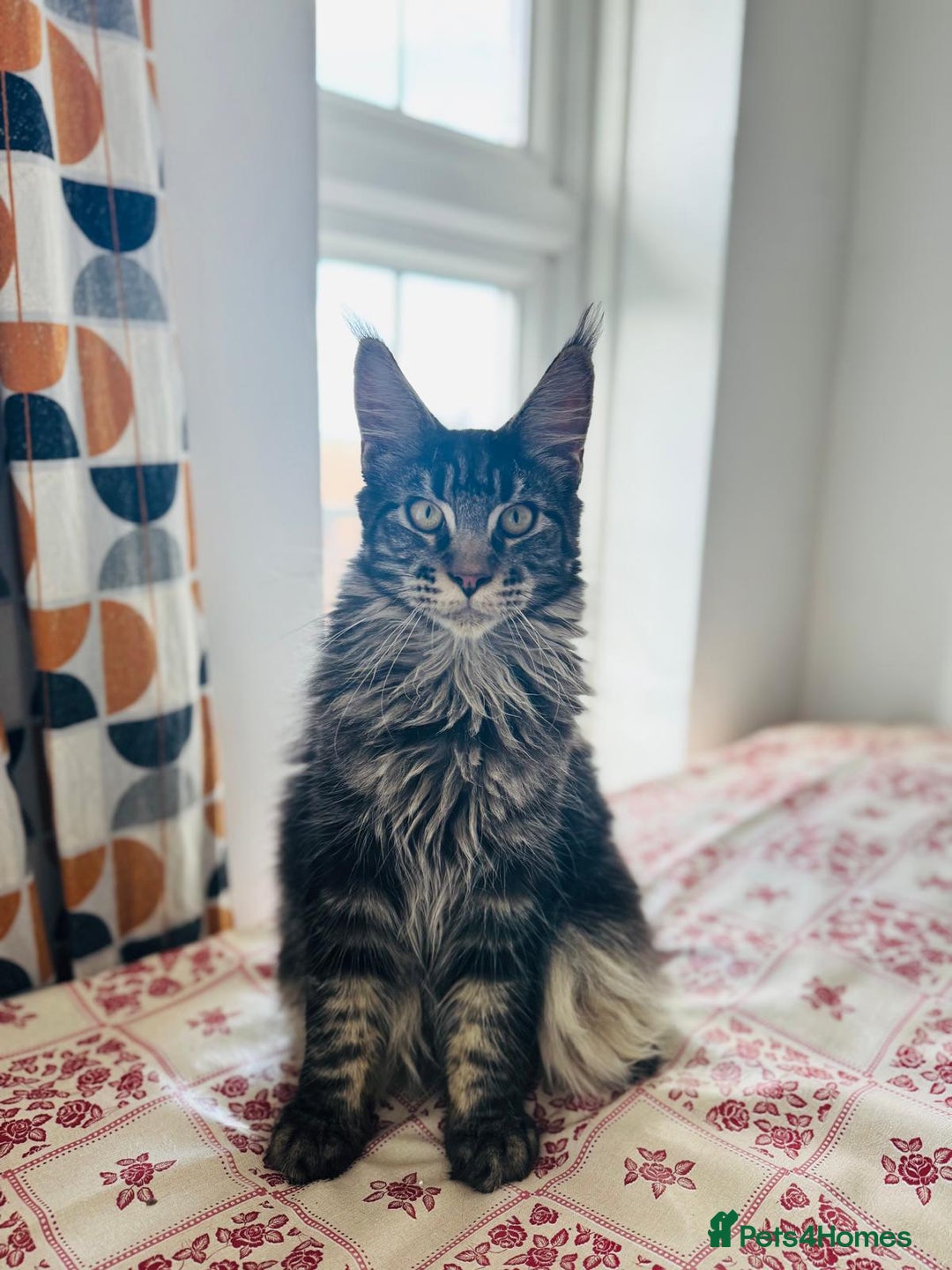 Maine Coon cats for sale: TICA active female  - Advert 2