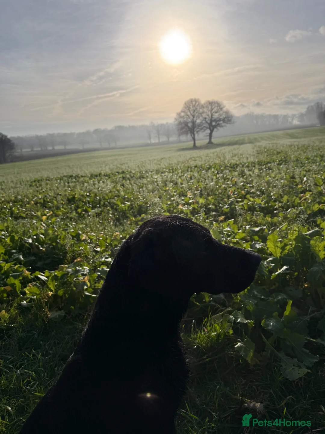 Labrador Retriever dogs for sale: Adorable Labrador puppies for sale in Ludlow - Advert 1