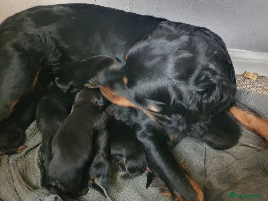 Rottweiler dogs for sale: Fluffwiler  rottweiler puppies - Advert 1