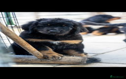 Bernedoodle dogs for sale: Bernese x poodle - Image 6