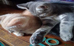 Mixed Breed cats for sale: Charming Cheeky Chunky  Bengal X Kittens. - Image 33