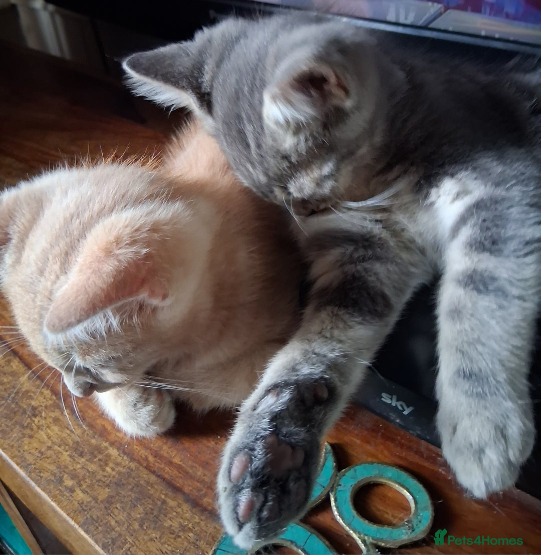 Mixed Breed cats for sale: Charming Cheeky Chunky  Bengal X Kittens. - Image 33