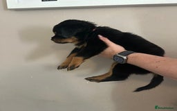 Rottweiler dogs for sale: Chunky Rottweilers for Sale - Image 15