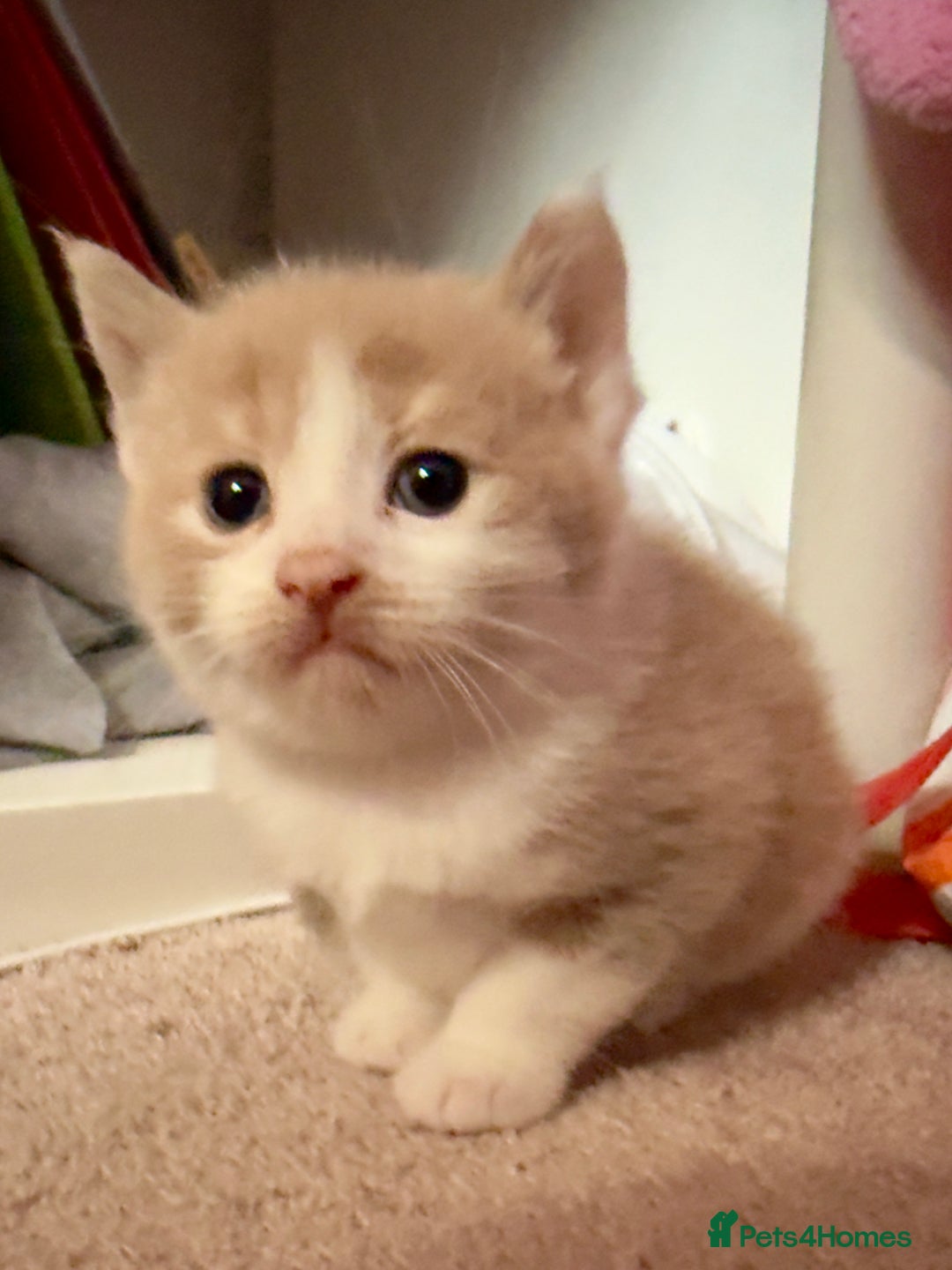 British Shorthair cats for sale: 🐾Turkish Angora × British Blue Kittens Ready Soon - Image 14