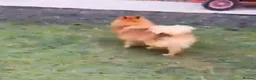 Pomeranian dogs for sale: Pomeranian (Girl) - Advert 4