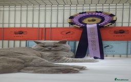 British Shorthair cats for stud: Champion British shorthair  in Derby - Image 5
