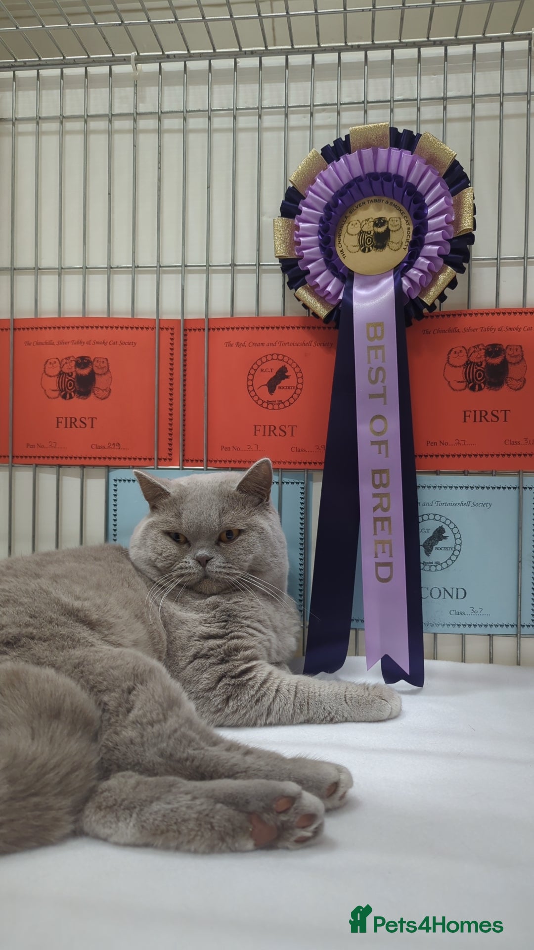 British Shorthair cats for stud: Champion British shorthair  in Derby - Image 5