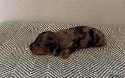 Miniature Dachshund dogs for sale: KC Long haired miniature dachshund puppies - Image 13