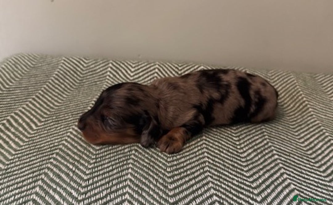 Miniature Dachshund dogs for sale: KC Long haired miniature dachshund puppies - Image 13