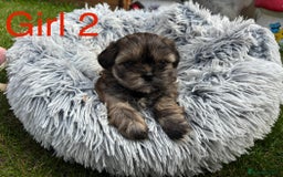 Shih Tzu dogs for sale: Adorable Shih tzu puppies for sale - Image 7