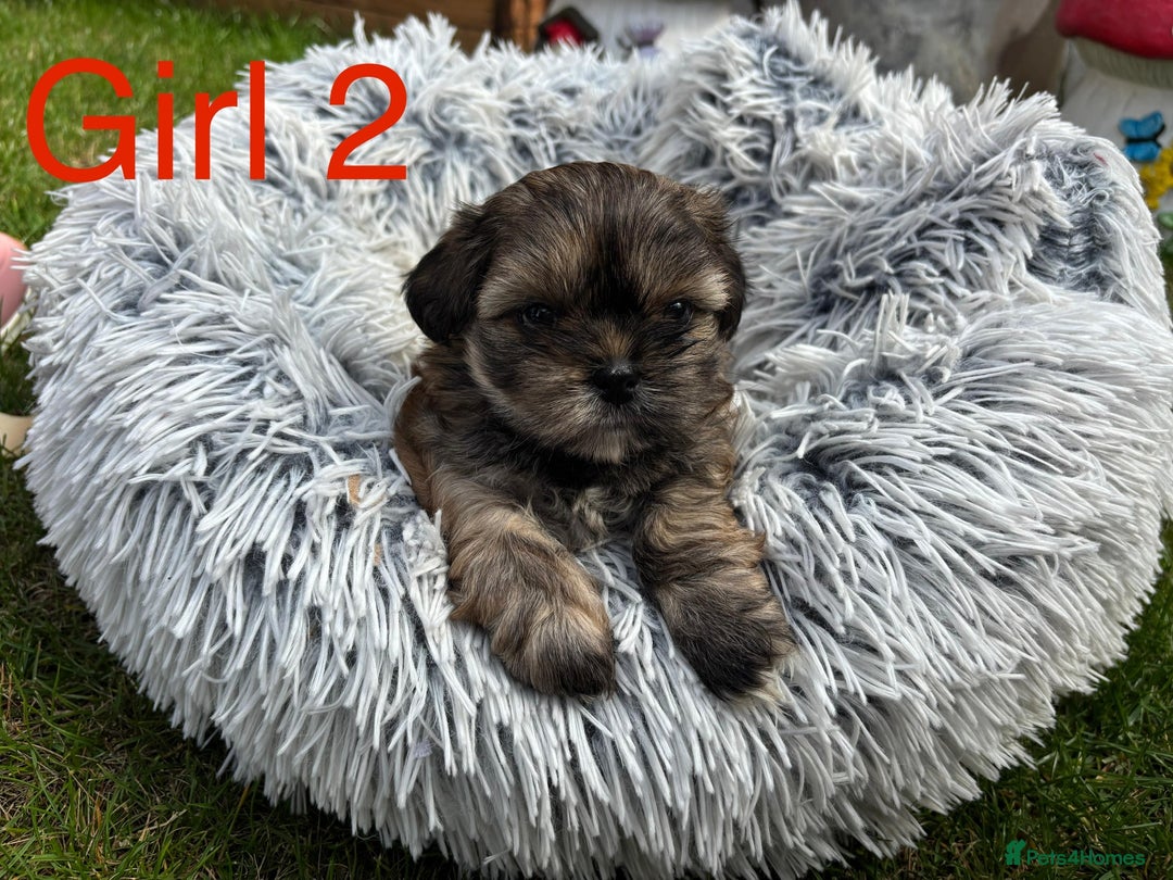 Shih Tzu dogs for sale: Adorable Shih tzu puppies for sale - Image 7