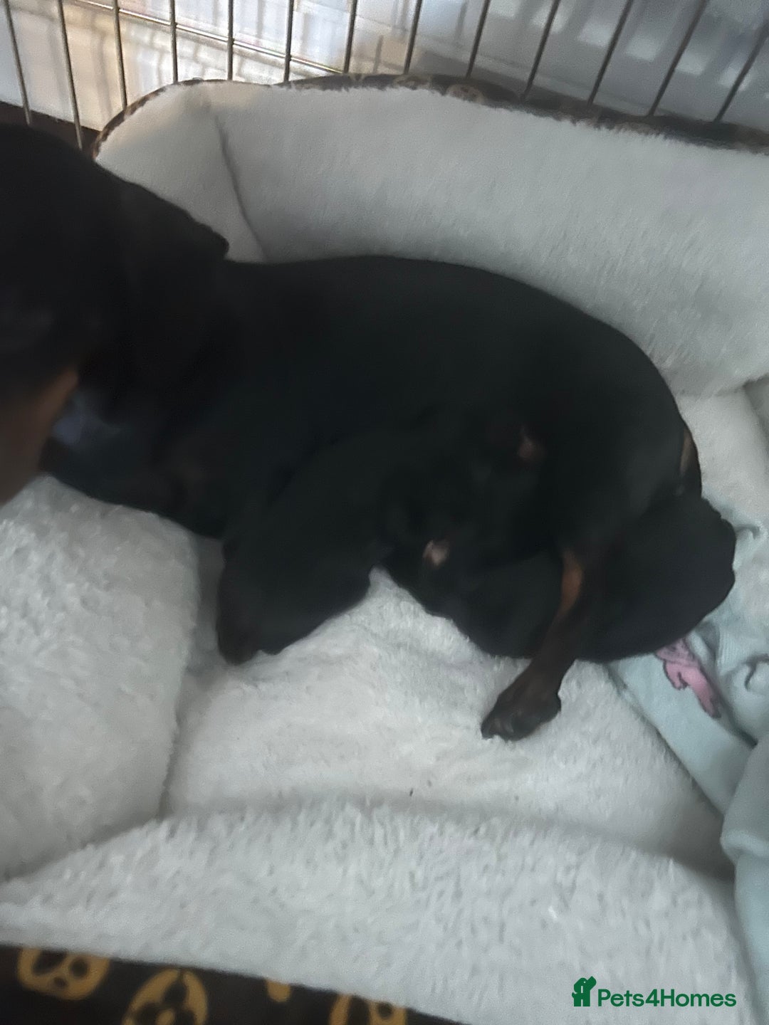 Miniature Dachshund dogs for sale: Beautiful miniature doxies  - Advert 11