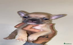 French Bulldog dogs for sale: French bulldogs  - Image 4
