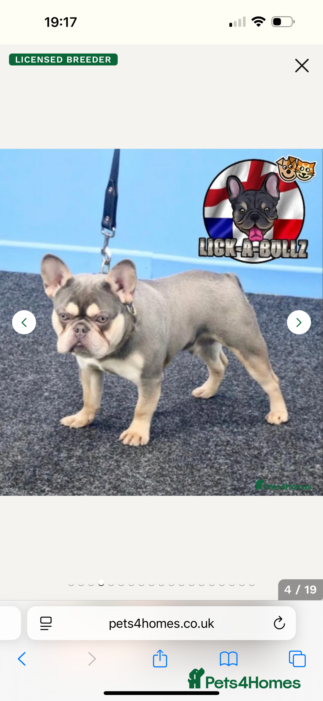 French Bulldog dogs for sale: KC lilac tan french bulldog  - Advert 5