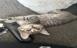 Mixed Breed cats for sale: Kitten’s ready now  - Image 8